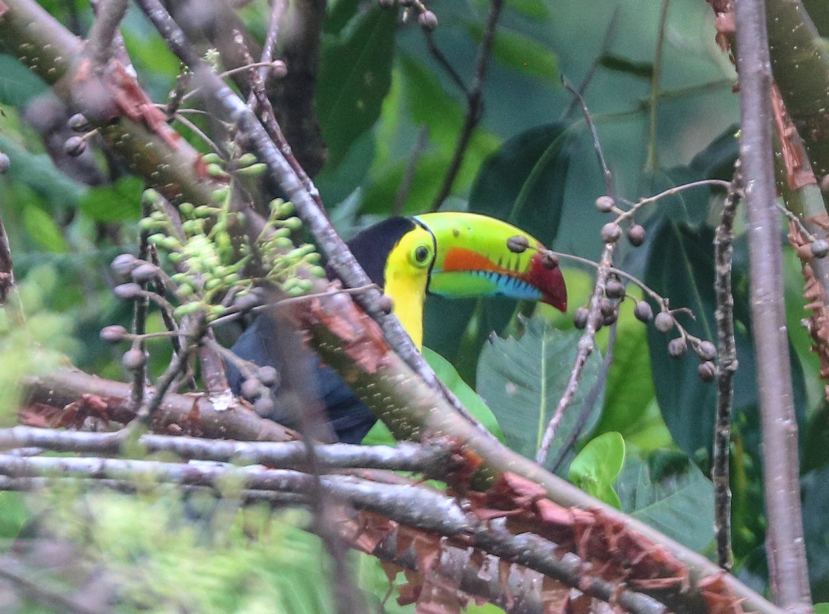 Toucan à carène - ML232677661