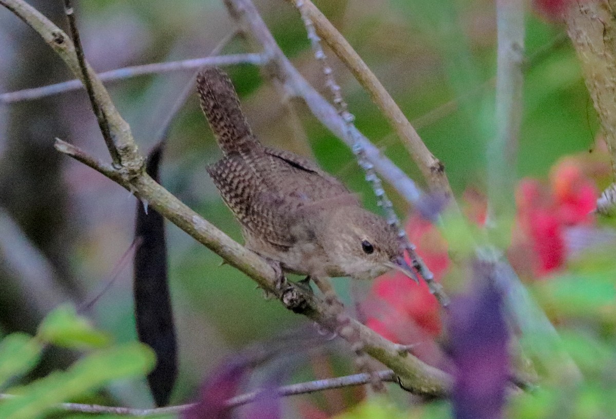 House Wren - ML232677731