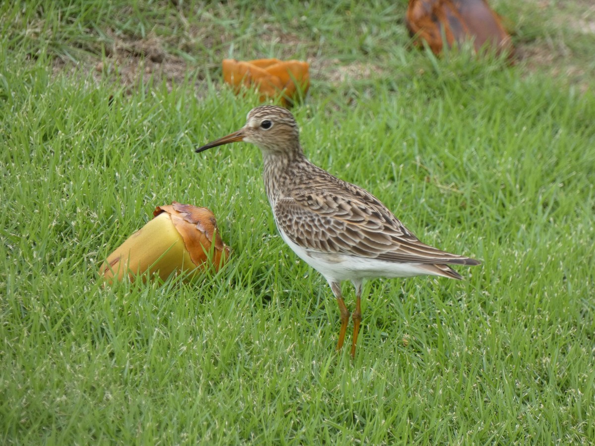 Graubrust-Strandläufer - ML232680031