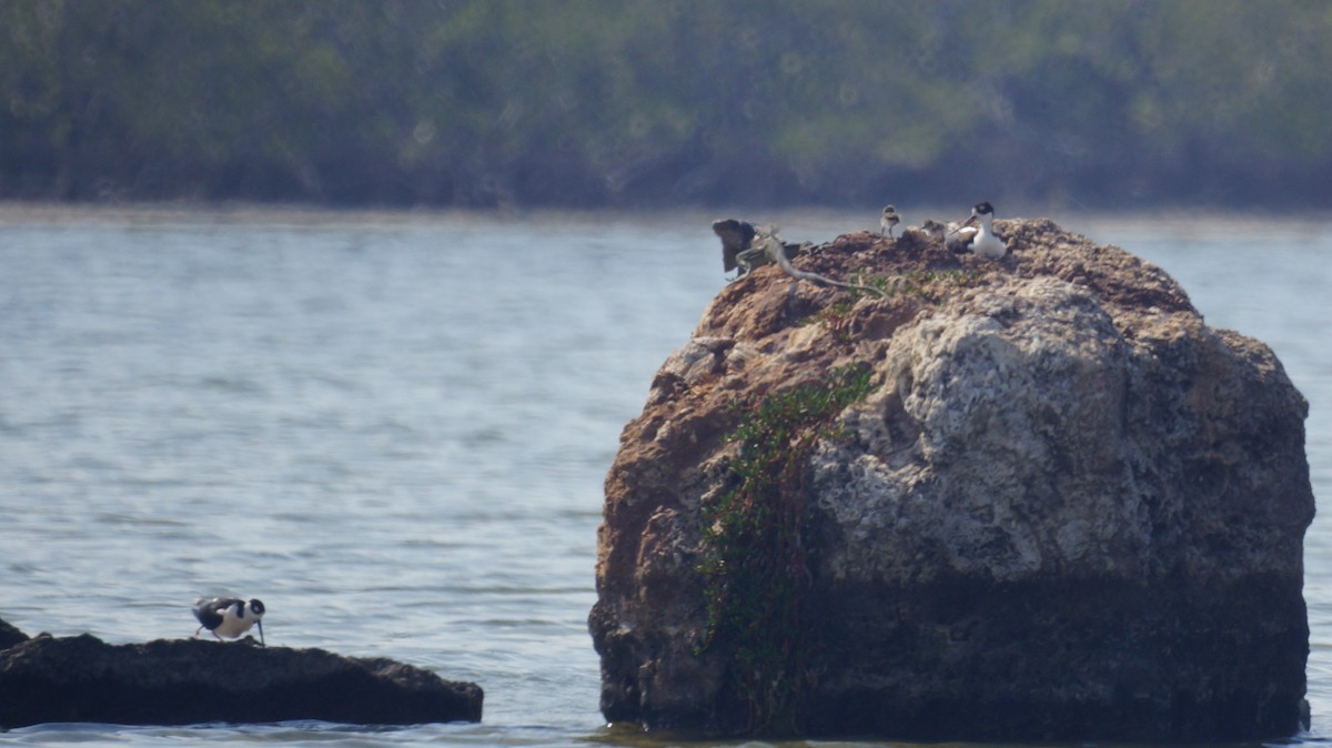 Black-necked Stilt - ML232680831