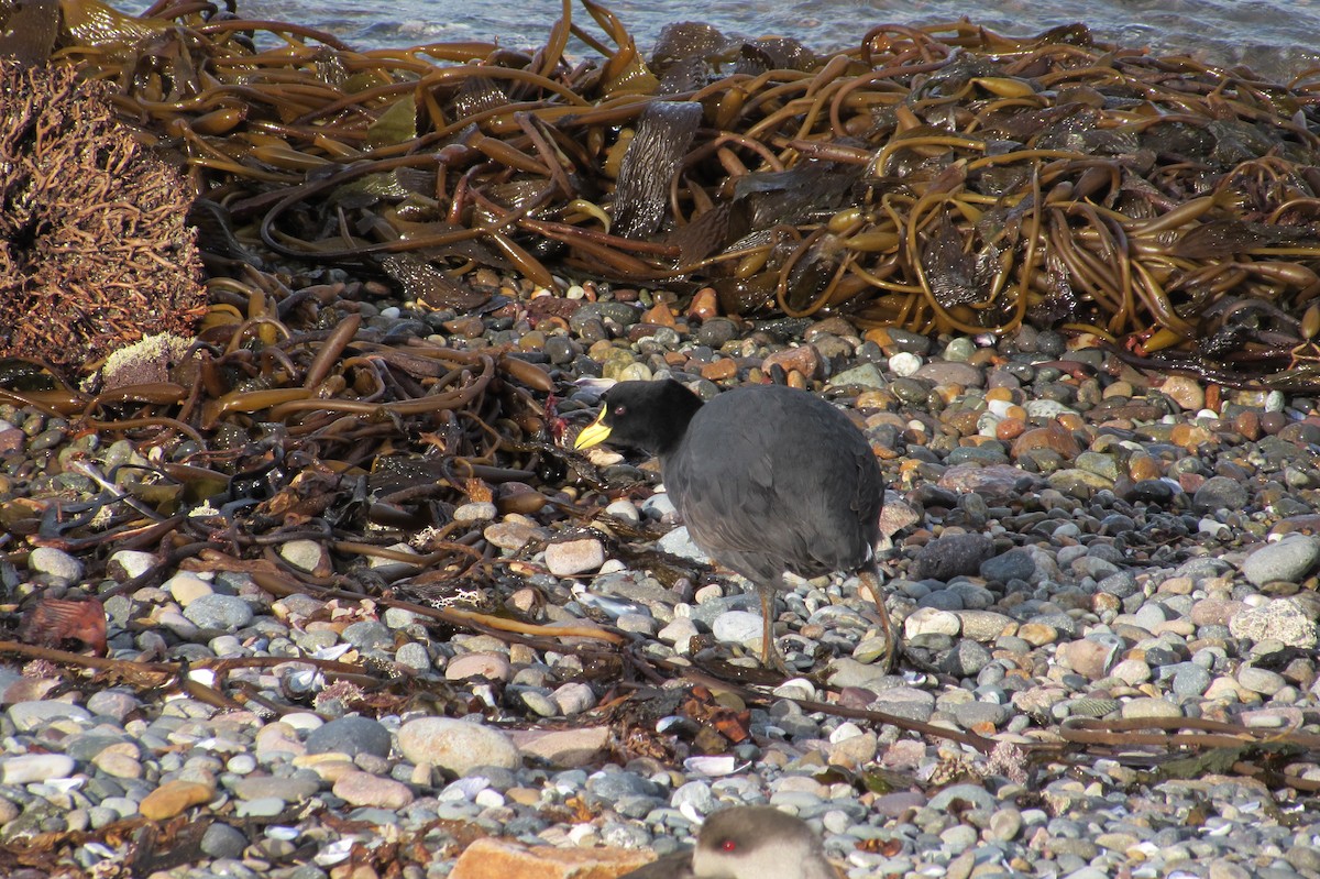 Red-gartered Coot - ML232681341