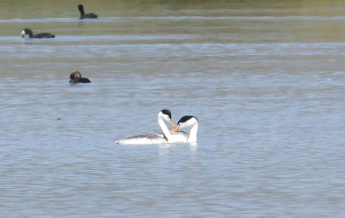 Clark's Grebe - ML232681631