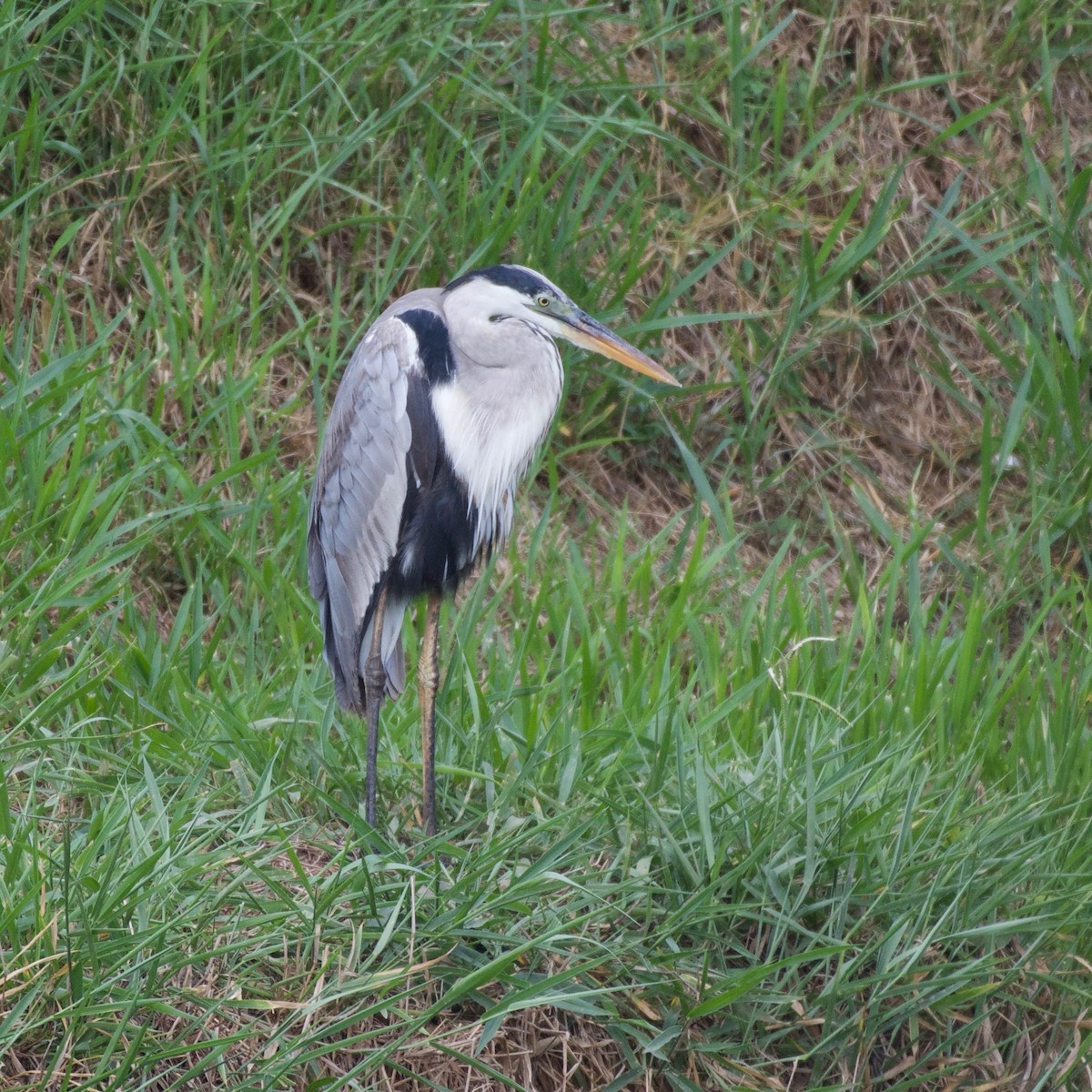 Great Blue x Cocoi Heron (hybrid) - Jan Cubilla