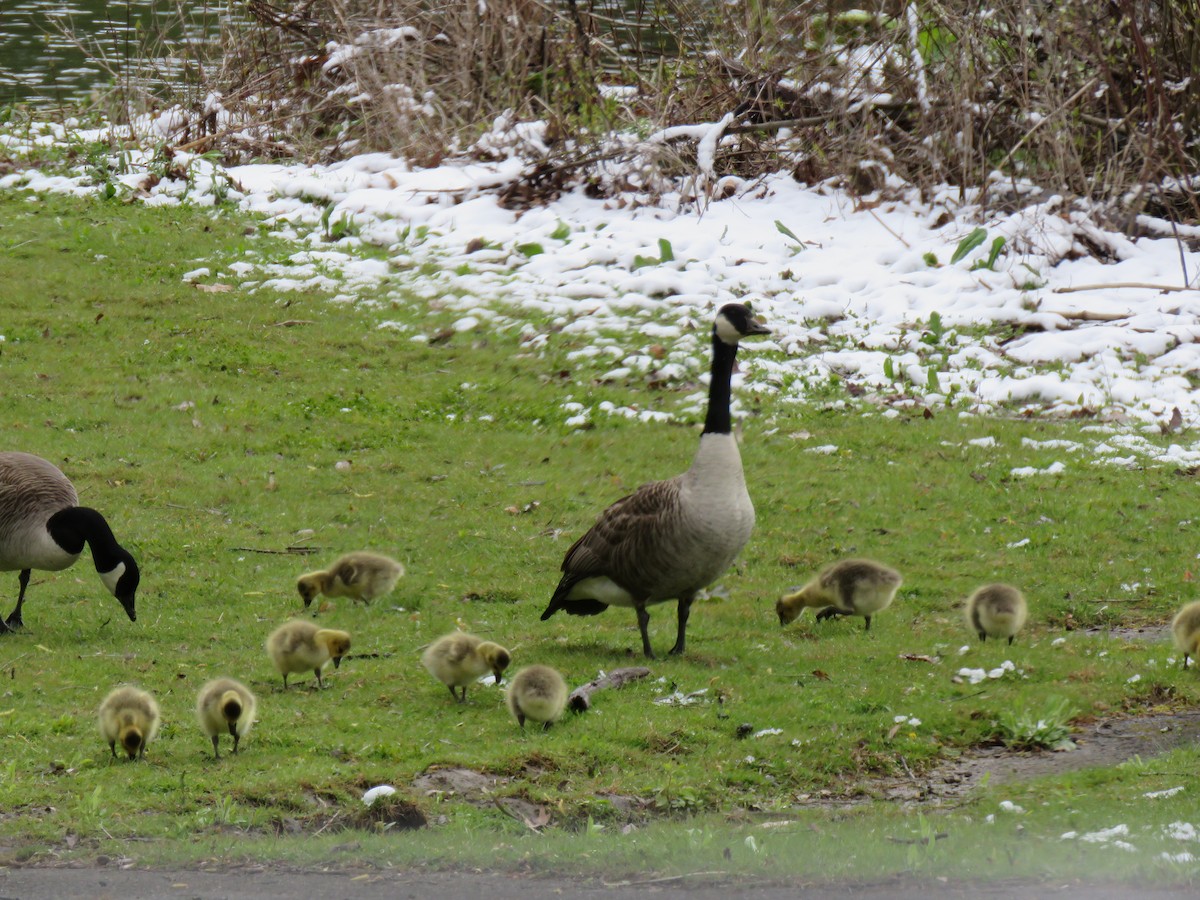 Canada Goose - ML232683741