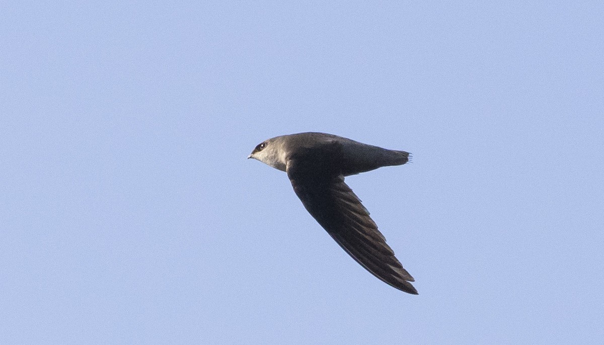 Chimney Swift - Caleb Putnam