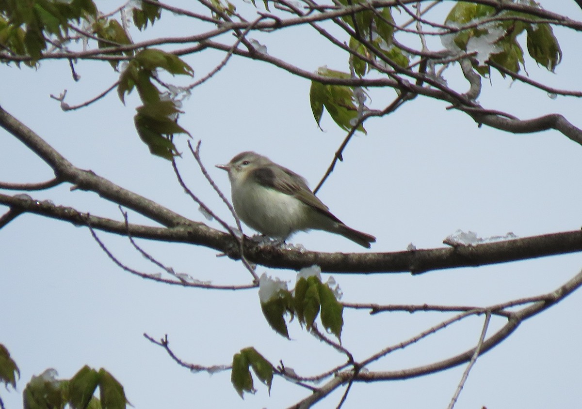 Blue-gray Gnatcatcher - ML232684991