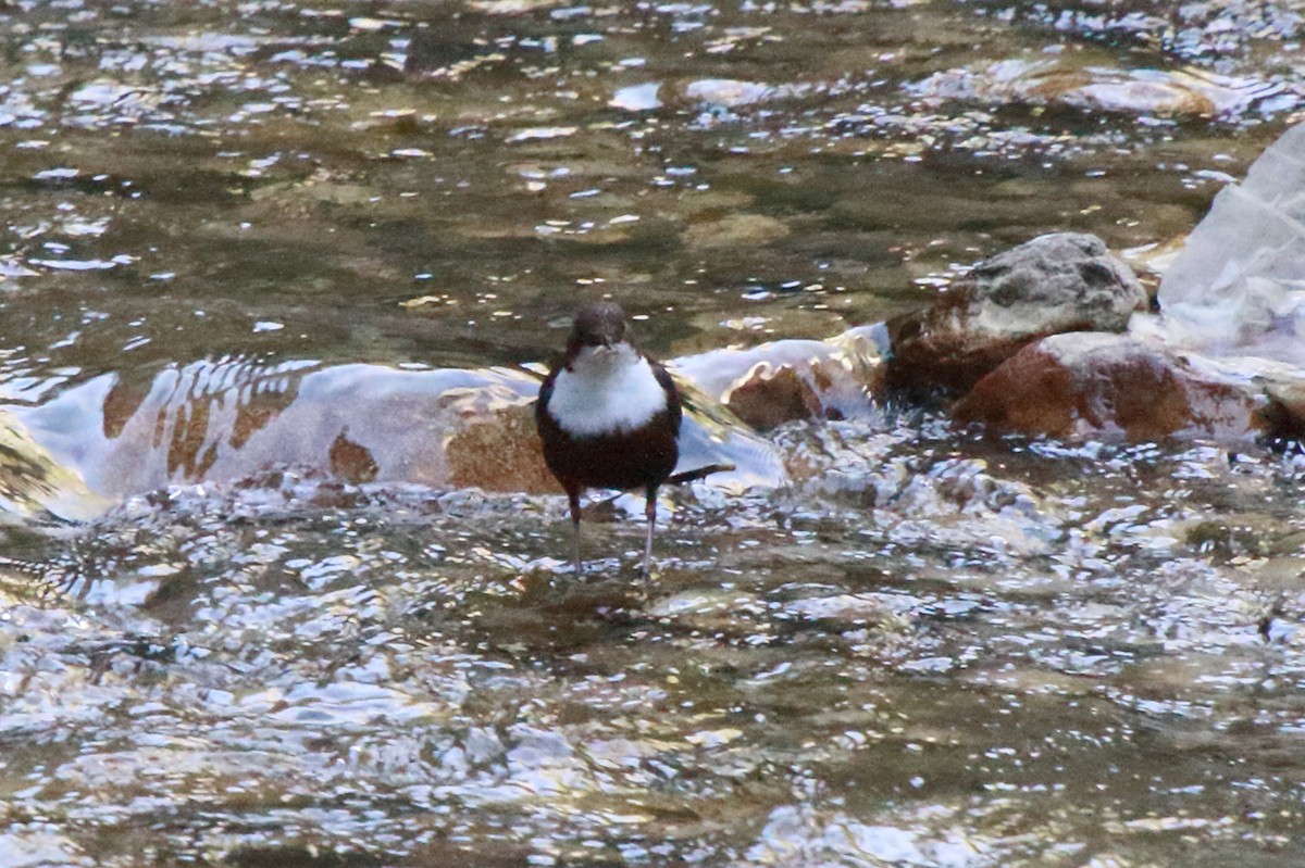 White-throated Dipper - ML232685241