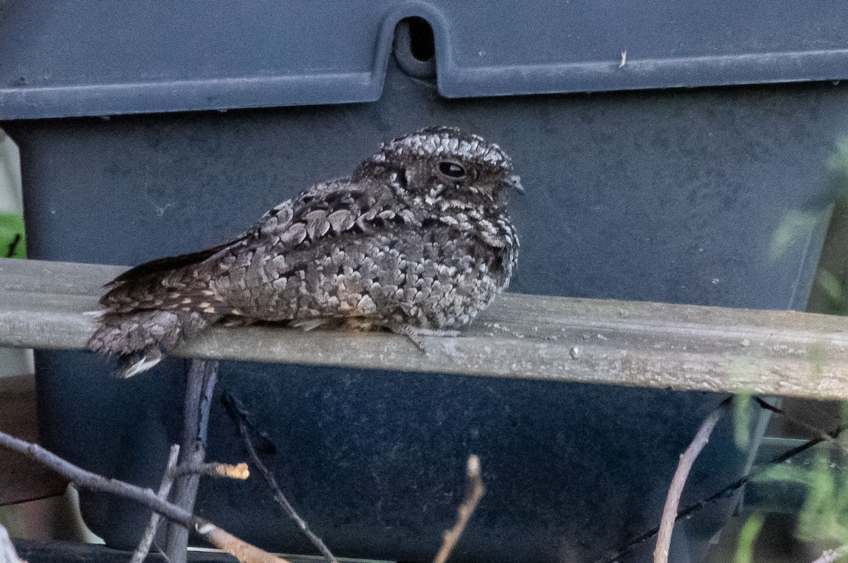 Common Poorwill - ML232686541