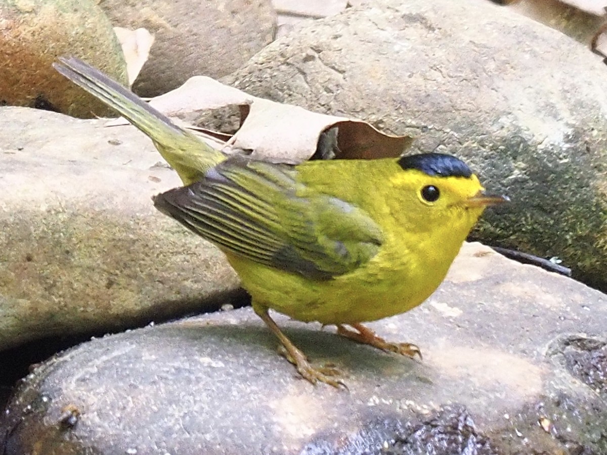 Wilson's Warbler - ML232689141