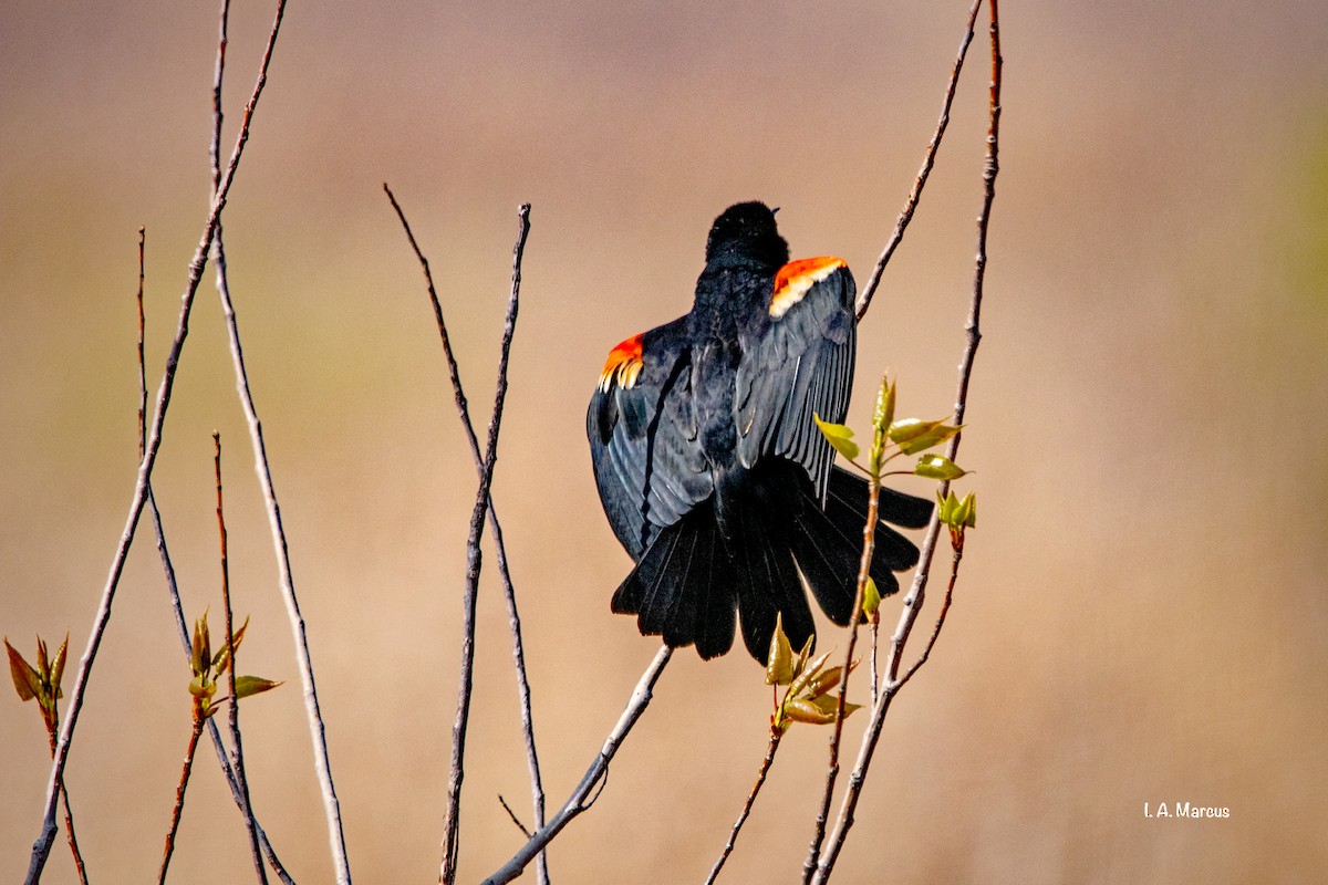 Red-winged Blackbird - ML232692101