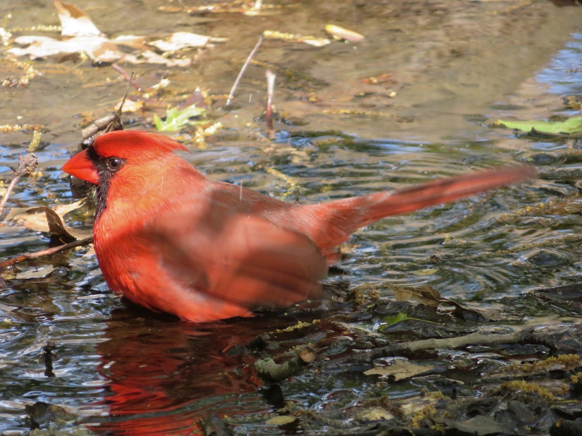 Northern Cardinal - ML232692711