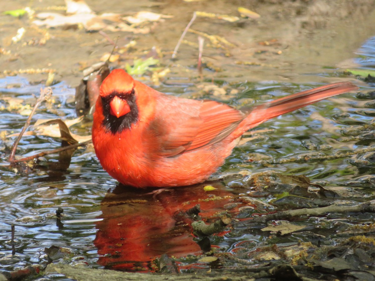 Northern Cardinal - ML232692721