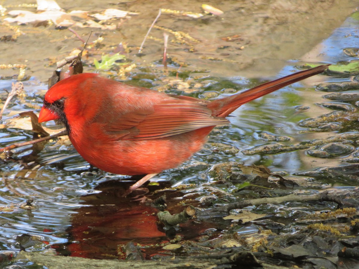 Northern Cardinal - ML232692731