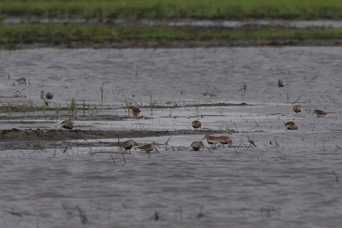 Dunlin - ML232695051