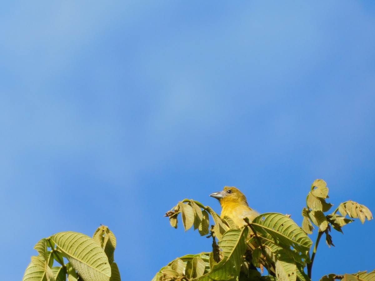 Summer Tanager - ML232695471