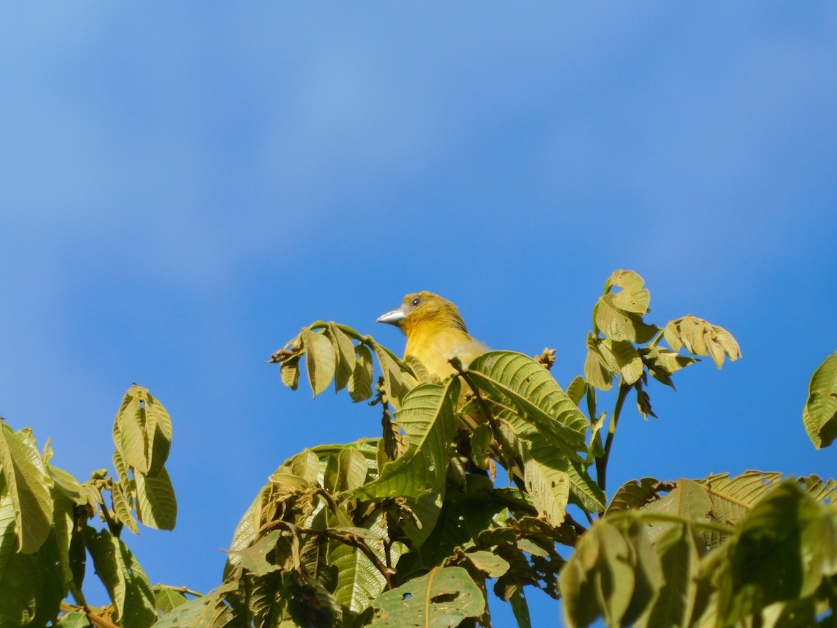 Summer Tanager - Caterine  Rodriguez Hurtado