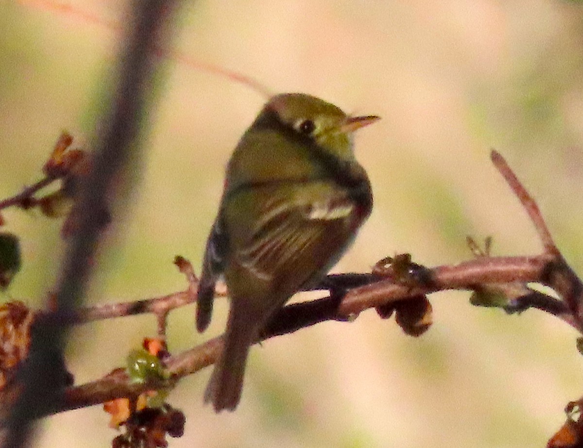 Western Flycatcher (Cordilleran) - ML232696701