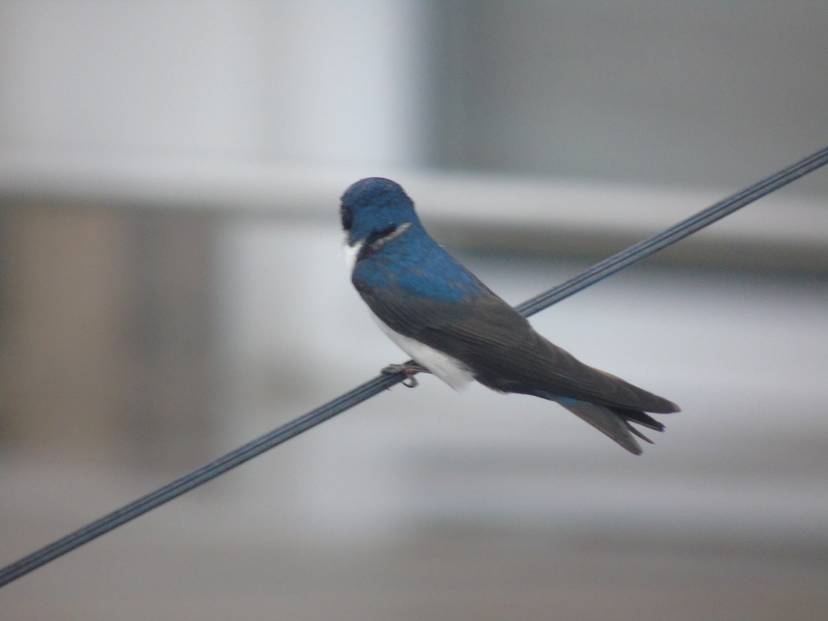 Blue-and-white Swallow - Jhon Zamudio