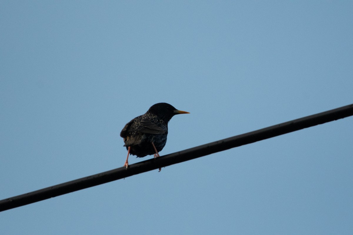 European Starling - ML232698181