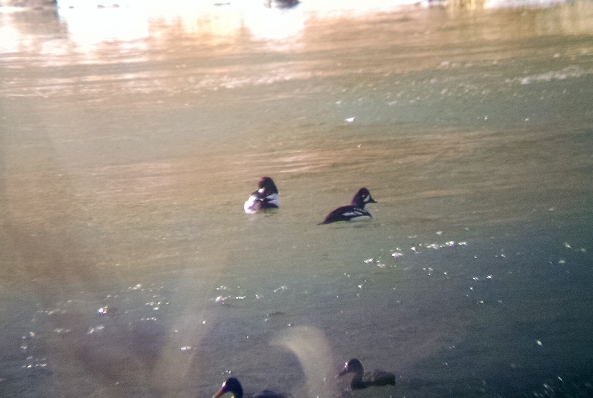 Barrow's Goldeneye - Wyatt Egelhoff