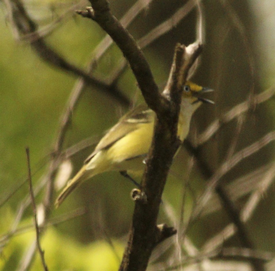 White-eyed Vireo - ML232698271