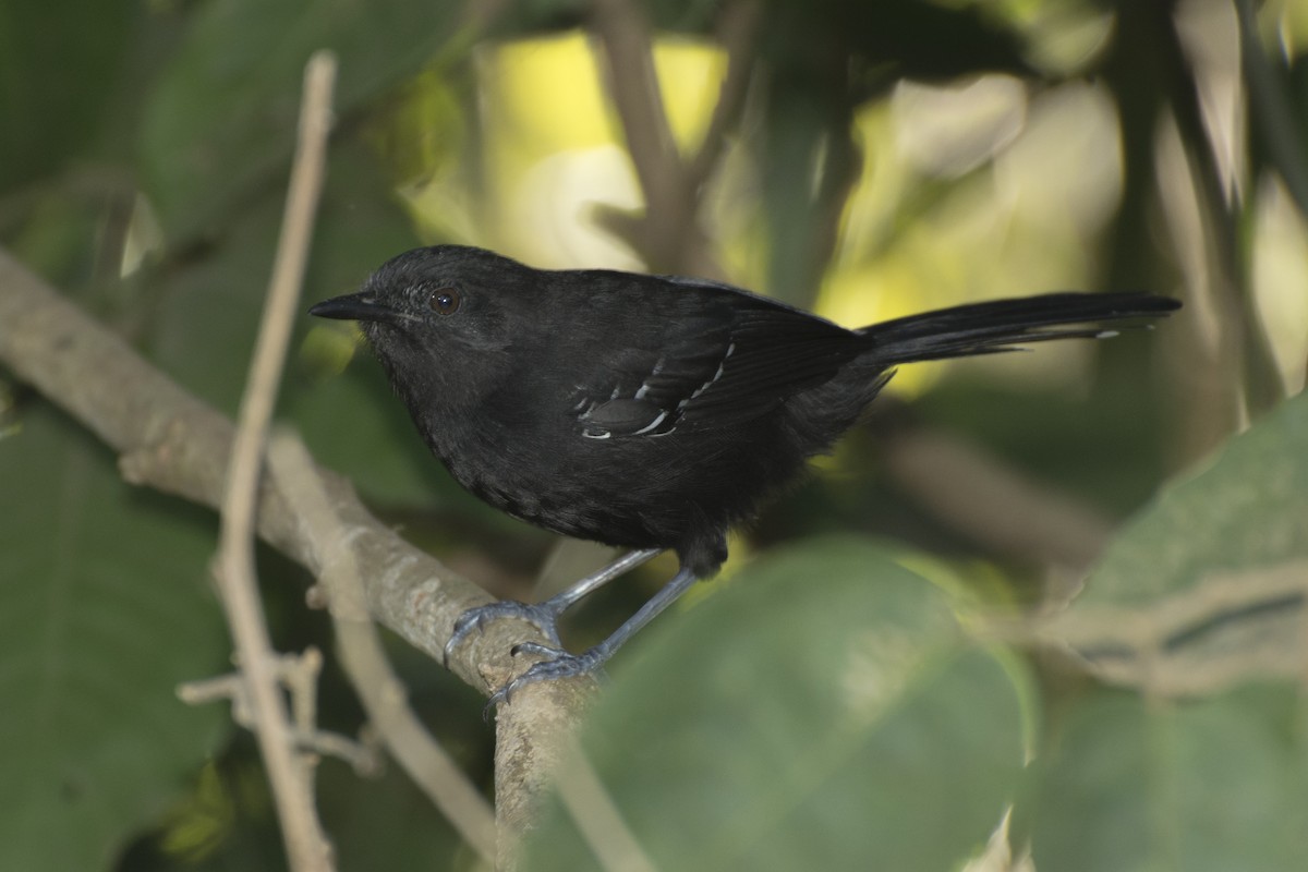 Mato Grosso Antbird - ML232699101