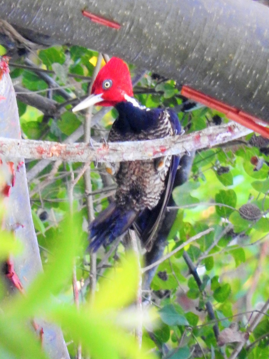 Pale-billed Woodpecker - ML232699351