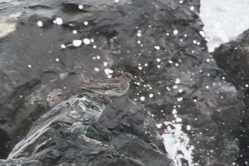 Purple Sandpiper - Ken McKenna