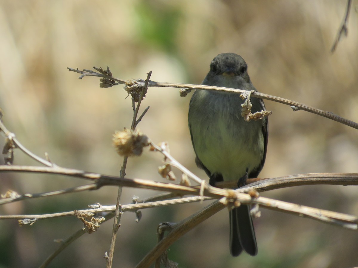 Empidonax sp. - ML232700471