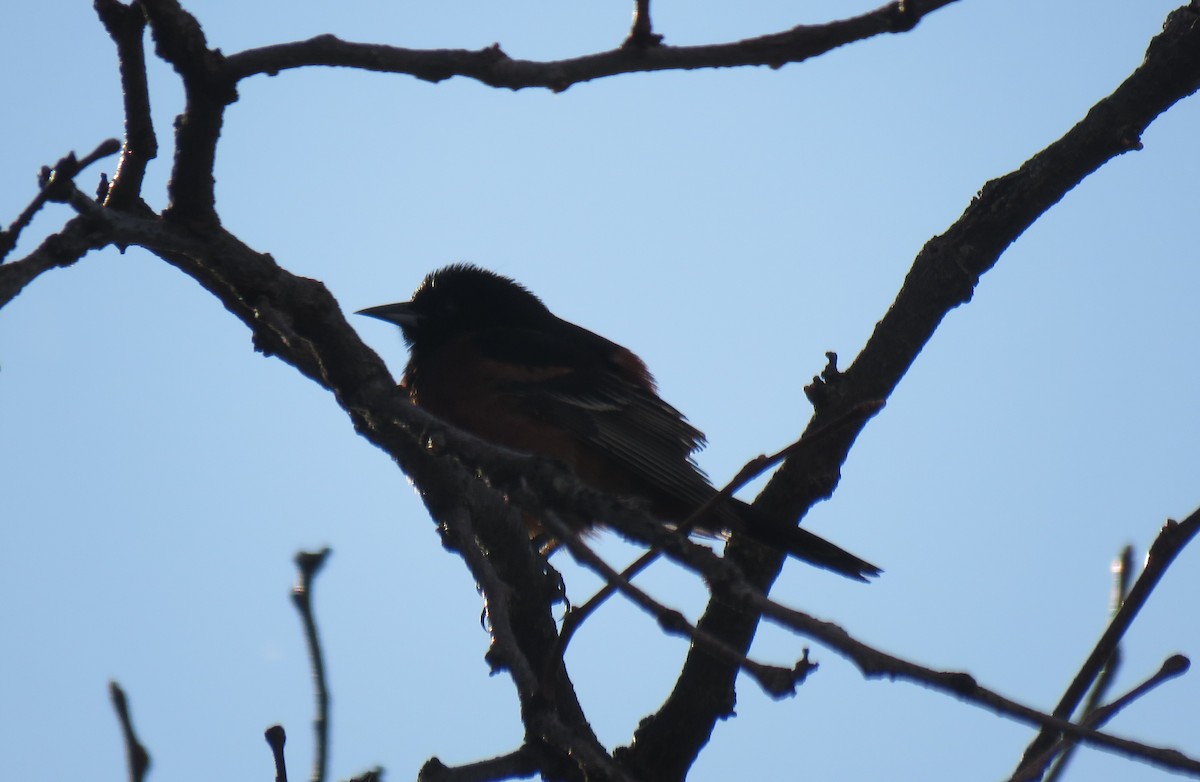Orchard Oriole - ML232700661