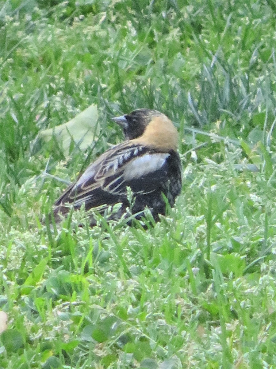 bobolink - ML232700711