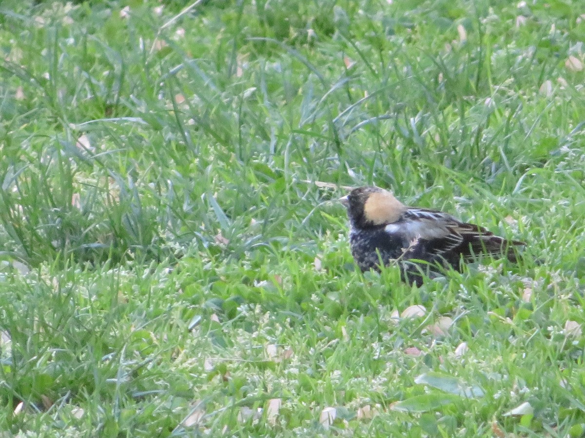 bobolink - ML232700741