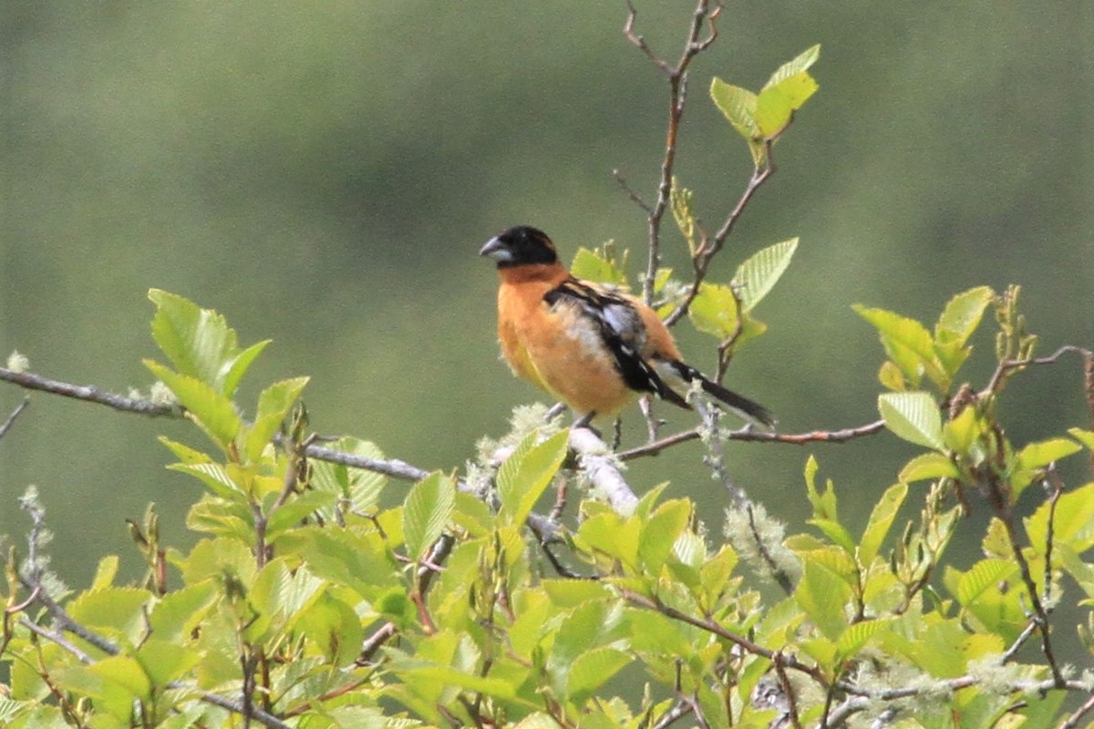 Black-headed Grosbeak - Kent Forward