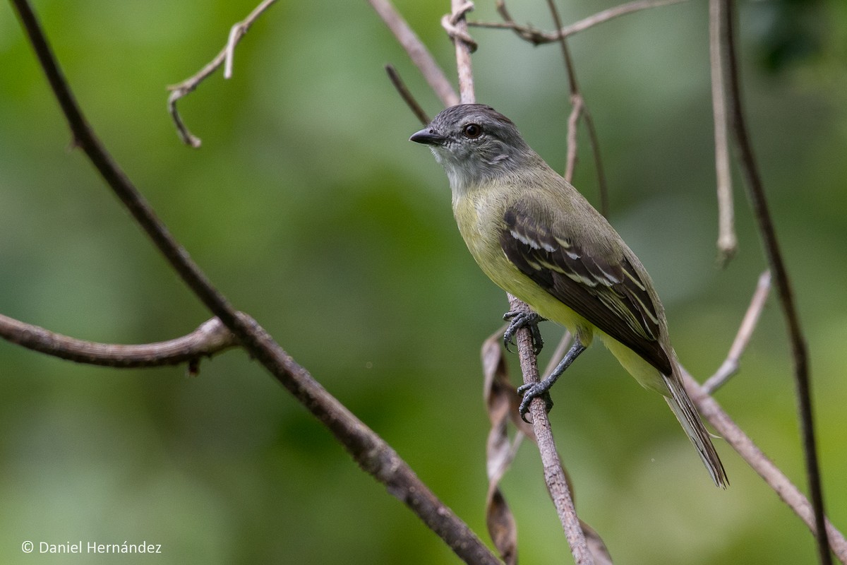 Mosquerito Coronado - ML232702561