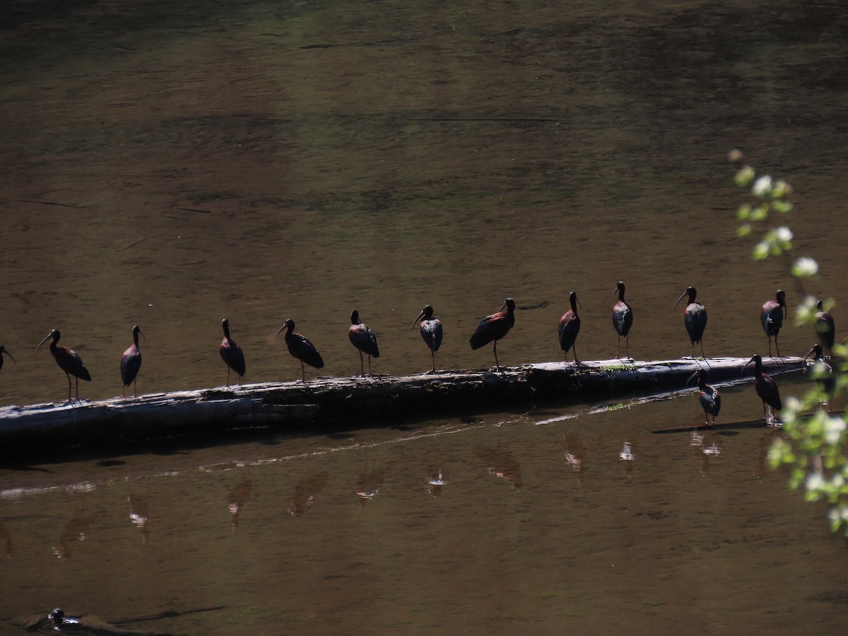 White-faced Ibis - ML232703181