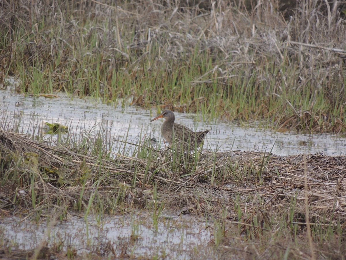 Clapper Rail - ML232703271