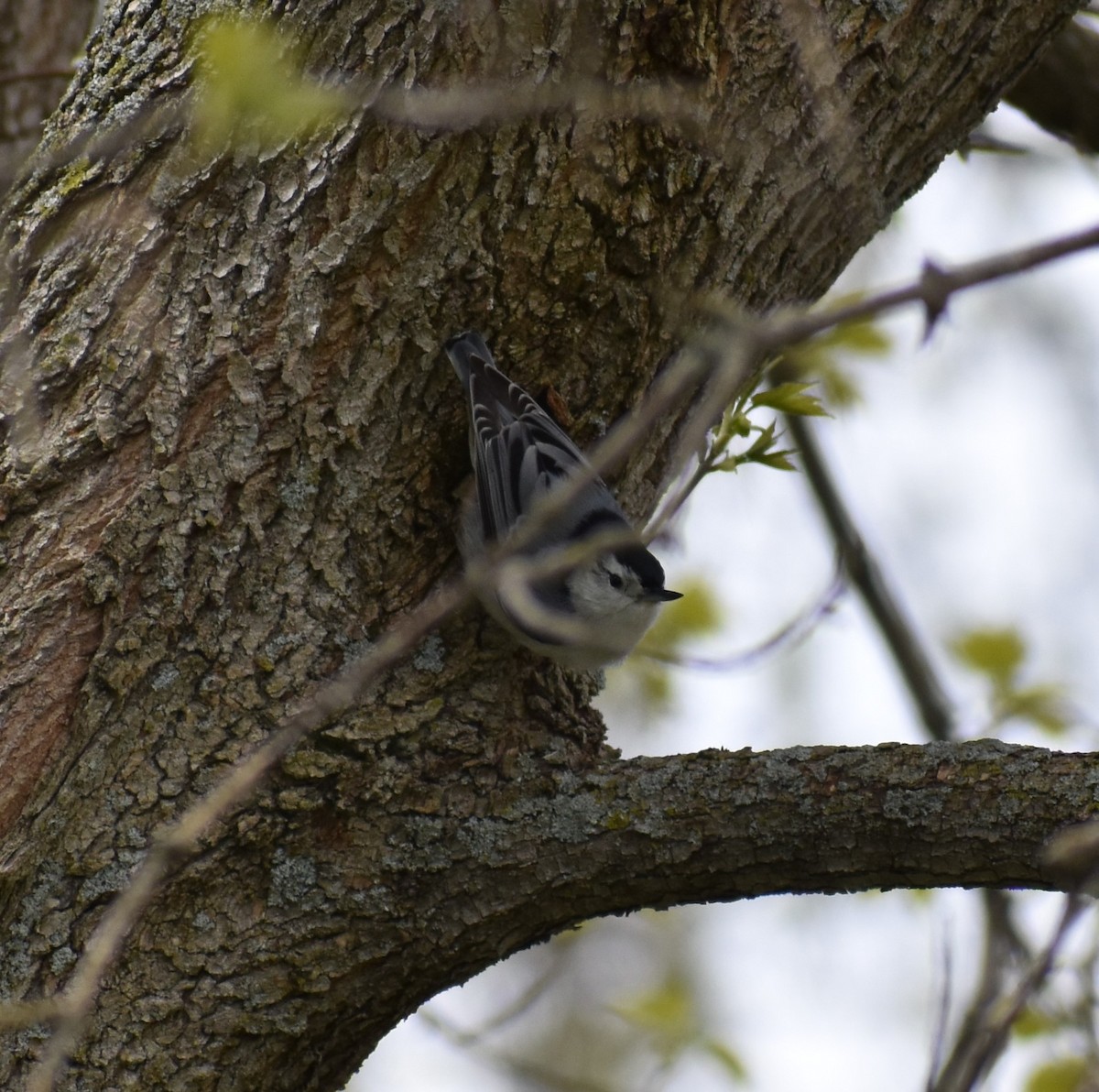 White-breasted Nuthatch - ML232705121