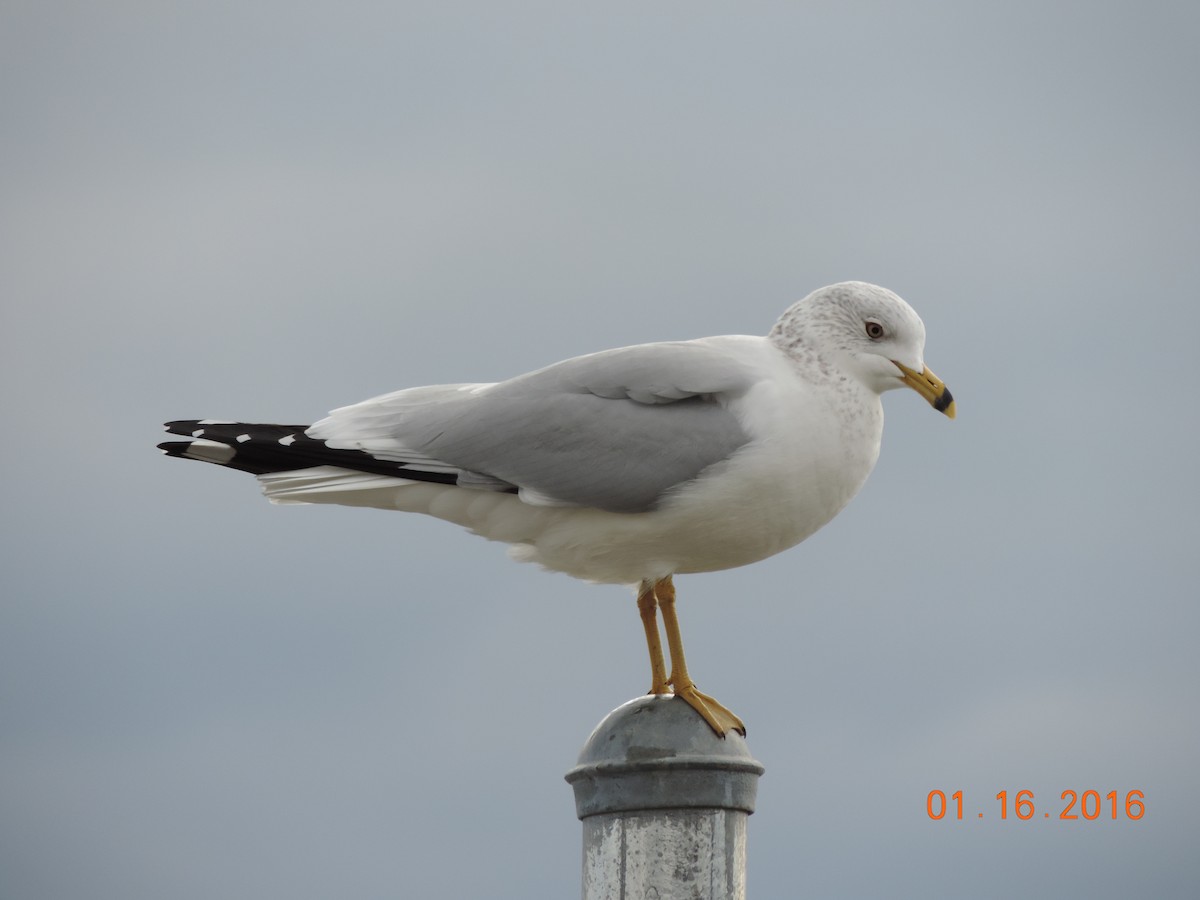 Ring-billed Gull - Rich Brown