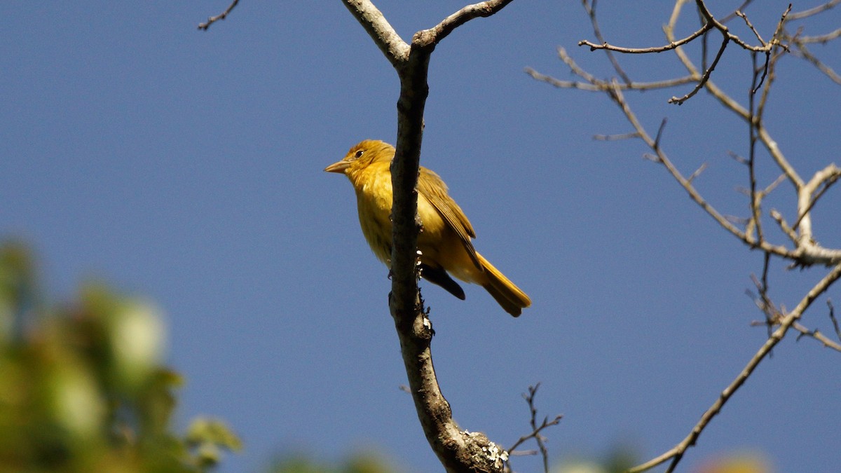 Summer Tanager - ML232705941