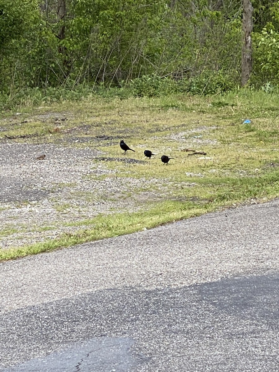 Common Grackle - ML232706301