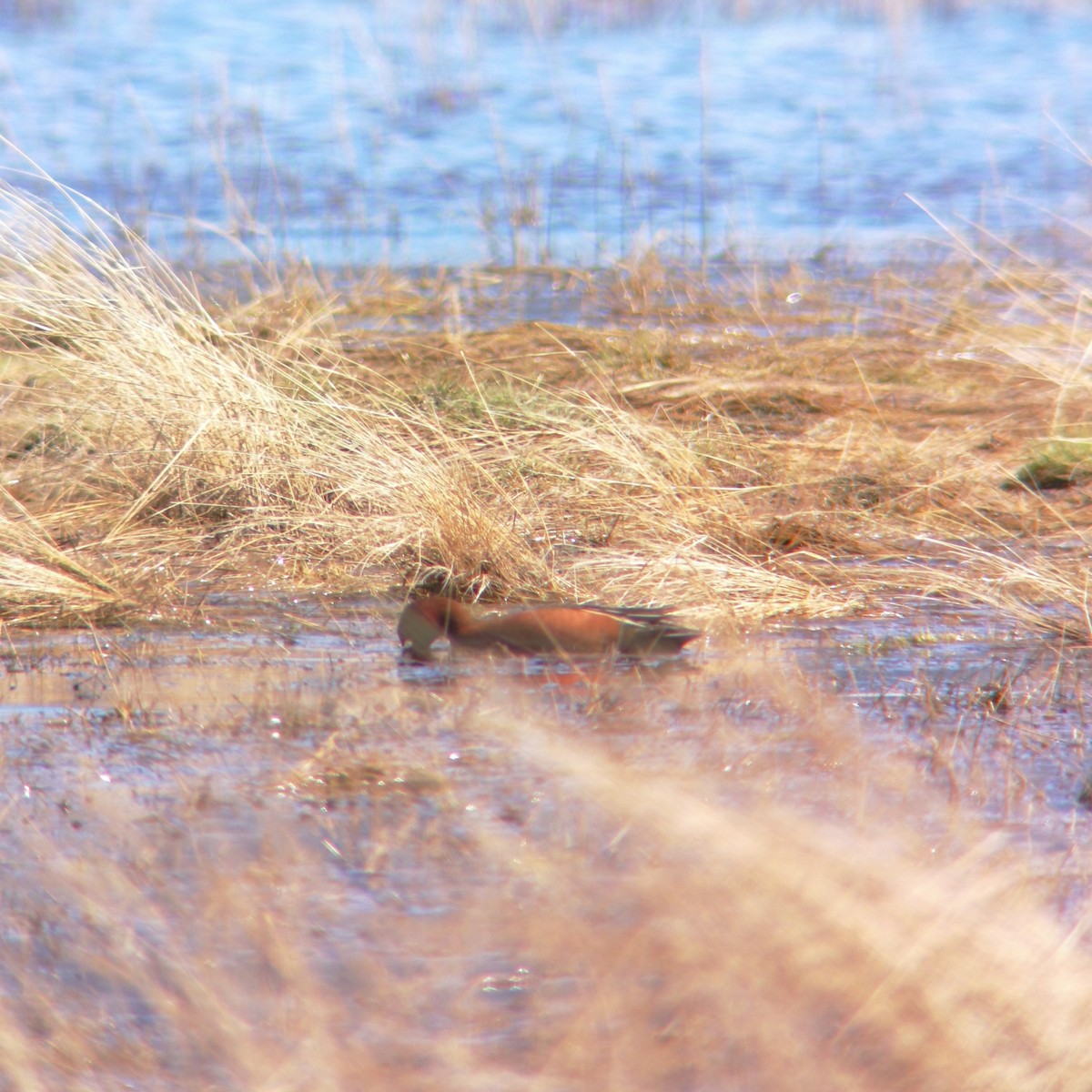 Cinnamon Teal - ML232706561