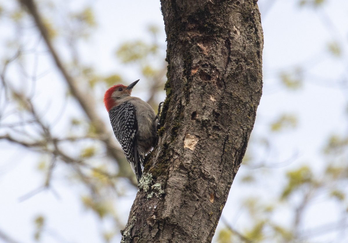 Red-bellied Woodpecker - ML232707931