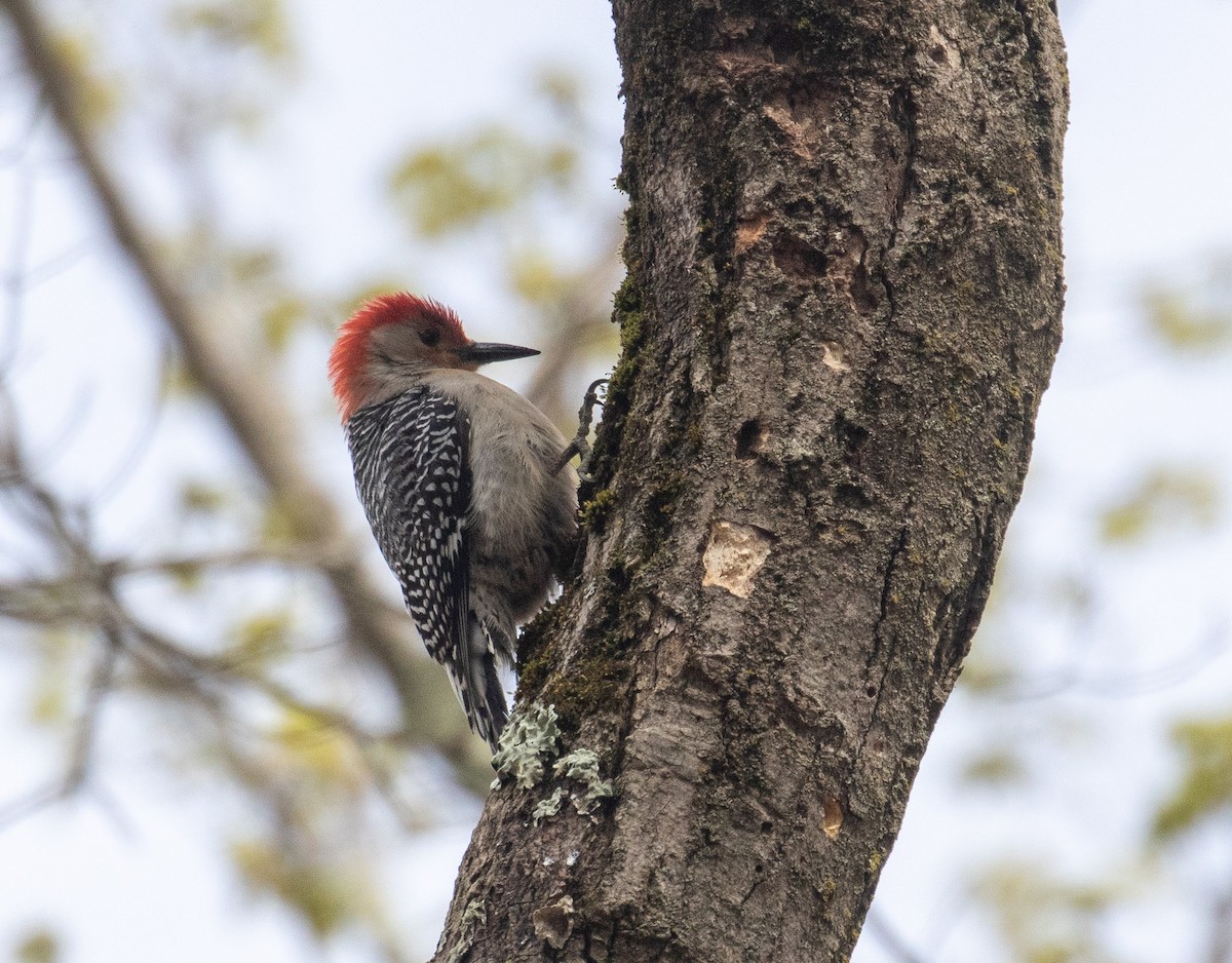 Red-bellied Woodpecker - ML232708201