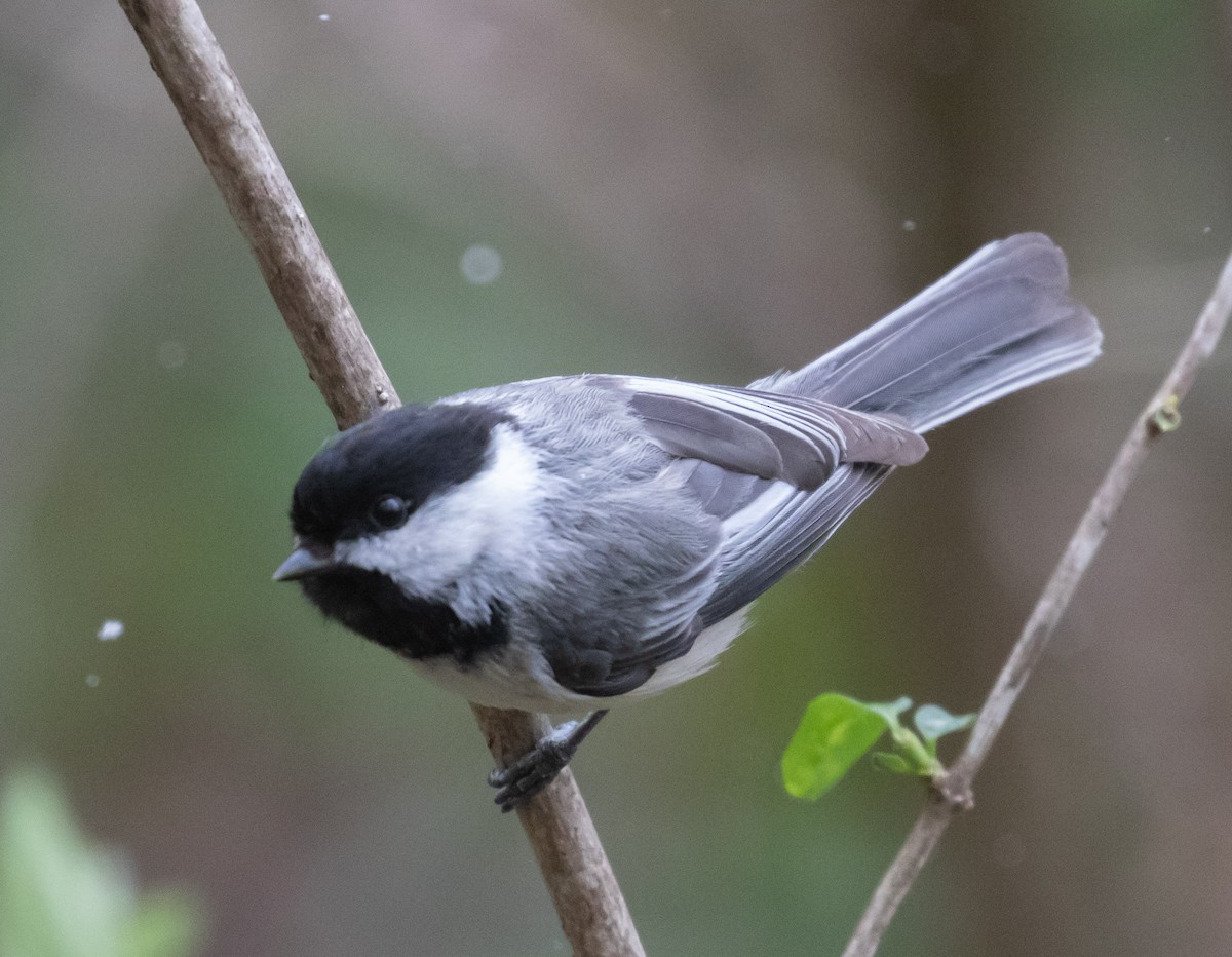 Black-capped Chickadee - ML232709631