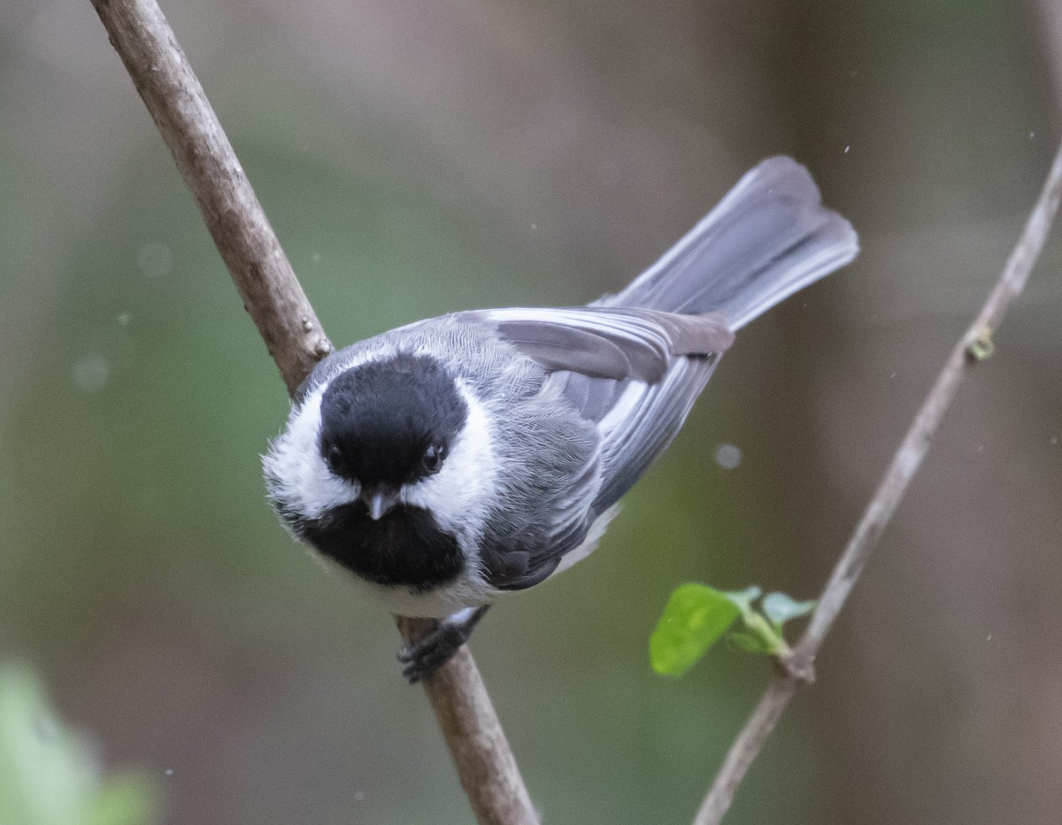 Black-capped Chickadee - ML232709651