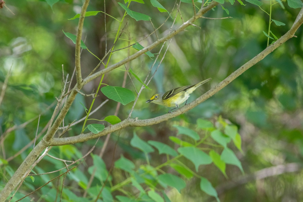 Vireo Ojiblanco - ML232710111