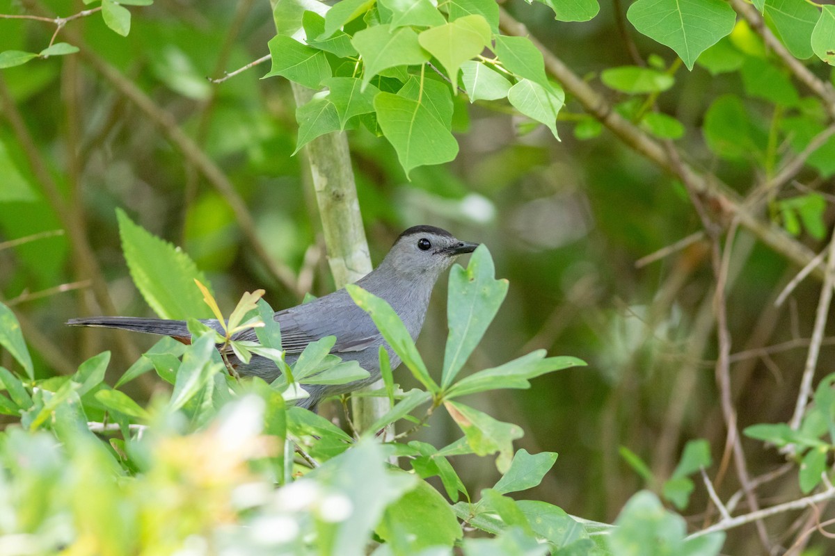 Pájaro Gato Gris - ML232711011