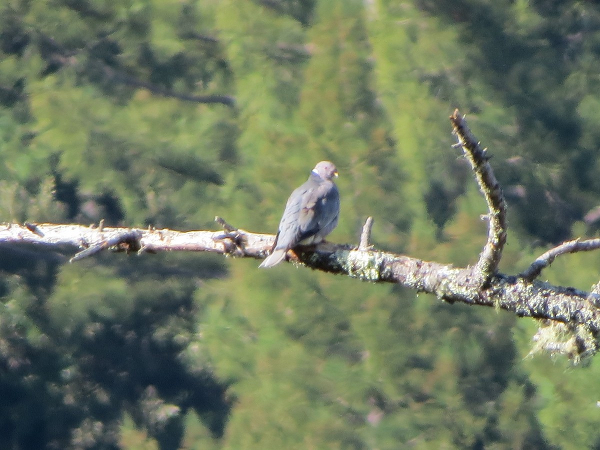 Band-tailed Pigeon - Garth Harwood