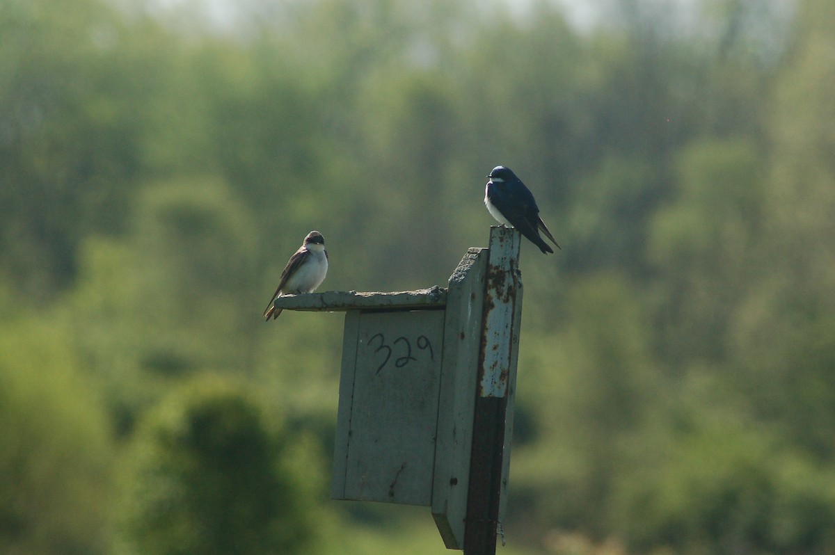 Golondrina Bicolor - ML232711831