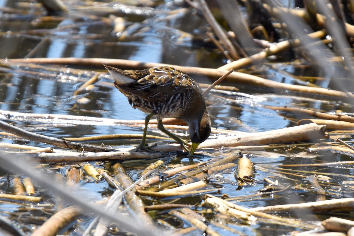 Polluela Sora - ML232711961